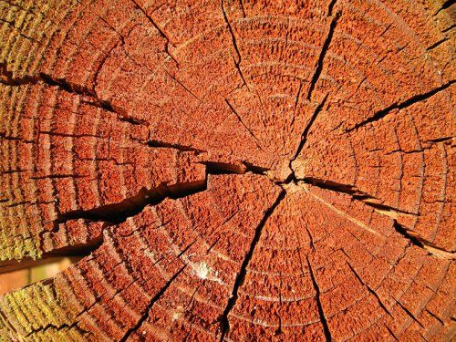 La madera, principal ingrediente en las tendencias ECO para 2019