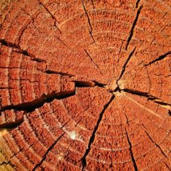 La madera, principal ingrediente en las tendencias ECO para 2019